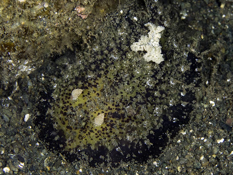 Thordisa villosa